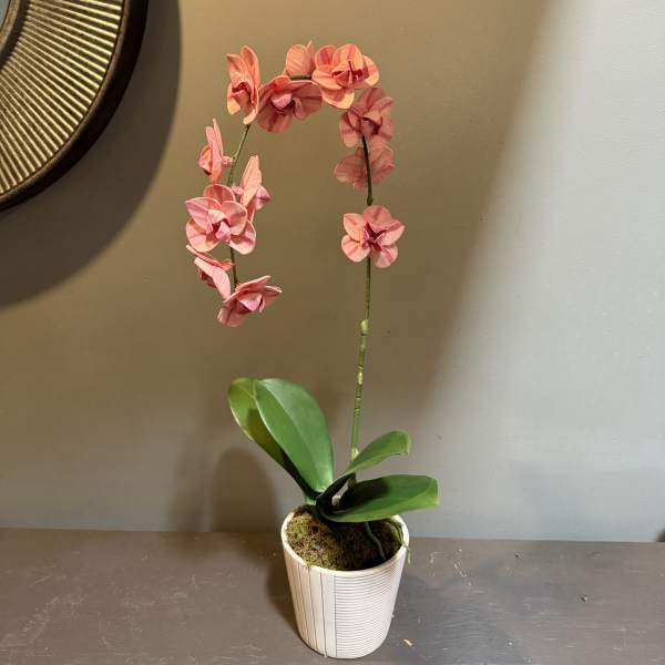 Pink orchid plant in a white pot with broad green leaves