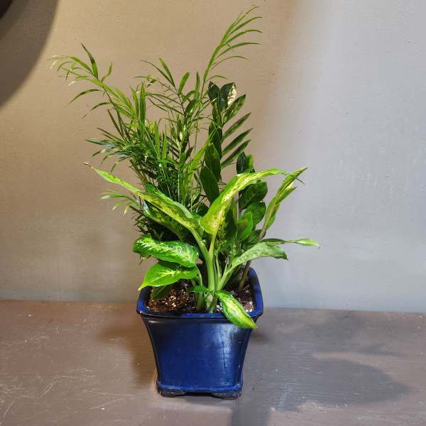 Potted green houseplant in a blue ceramic planter