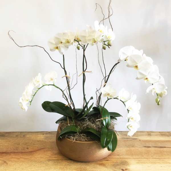 White orchids arranged in a low bowl with curly branches