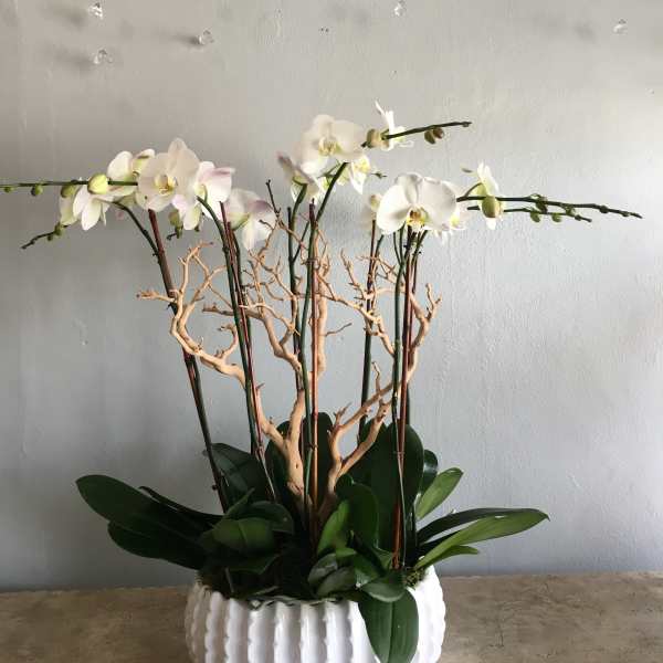 White orchids in a white ribbed planter with dark green leaves