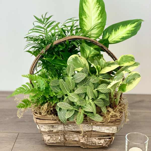 Mixed green houseplants arranged in a wicker basket planter