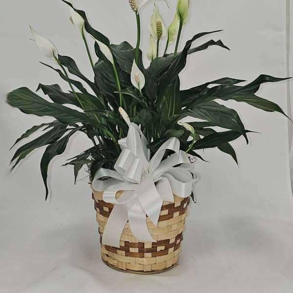 Medium Peace Lily