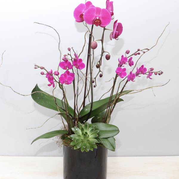 Tall pink orchid and succulent planter in a glossy black cylinder pot