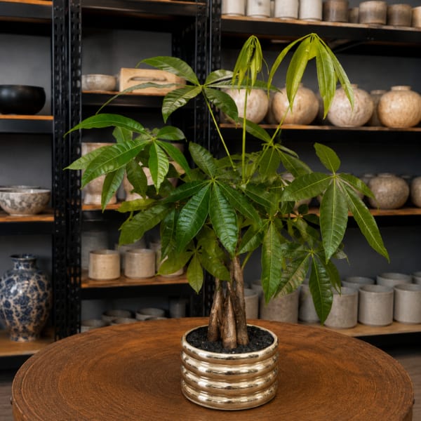 Potted money tree plant in a metallic ceramic pot on a round table