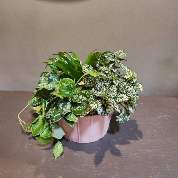 Potted plant arrangement with variegated green leaves in a pink container