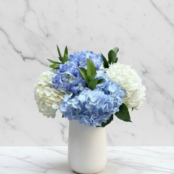 Blue and white hydrangeas arranged in a white vase
