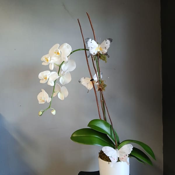 White orchid plant in a white pot with decorative butterflies