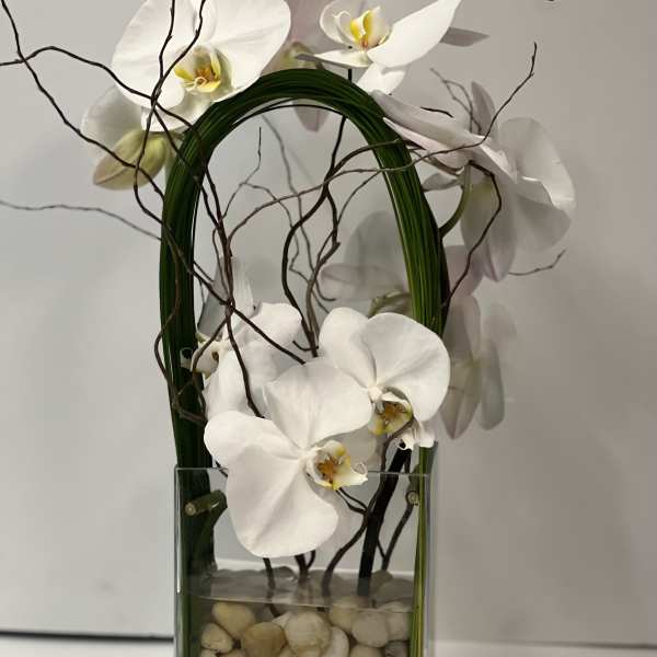 Orchid Olympus