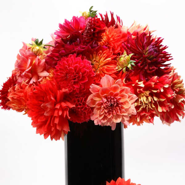 THE DAHLIA QUEEN