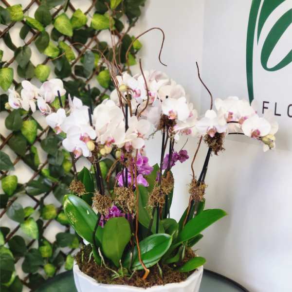 White and purple orchids arranged in a white bowl planter