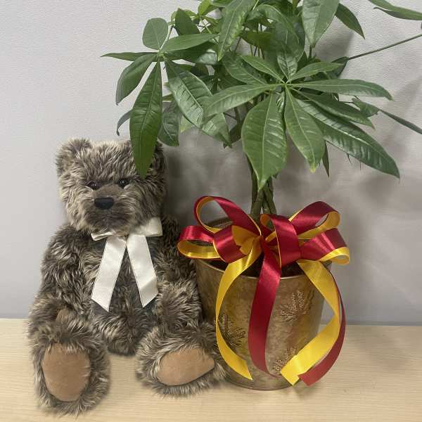 Tall Money Tree & Bear