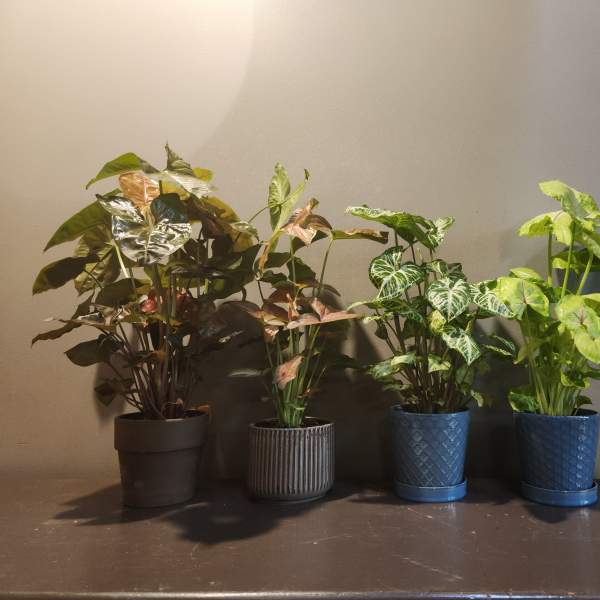 Five potted houseplants with varied green and pink foliage arranged in a row.