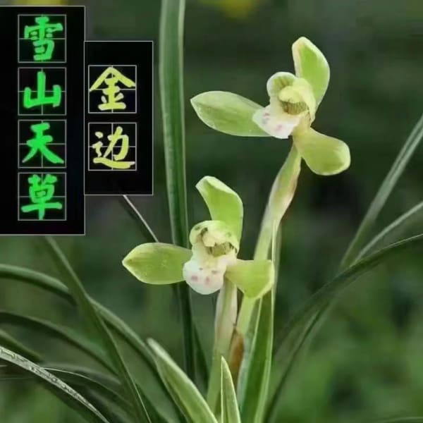 Two pale green orchid blooms with long narrow leaves