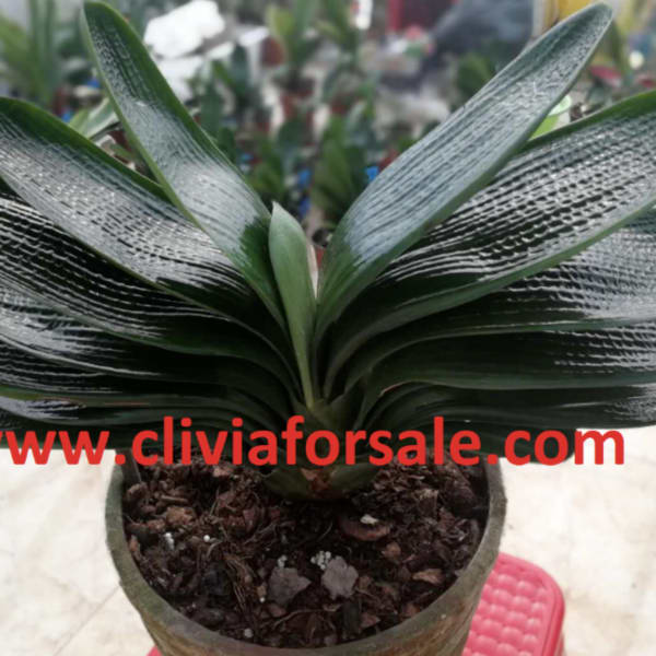 Potted clivia plant with broad dark green leaves