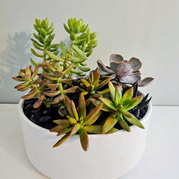 Mixed succulent arrangement in a white ceramic pot