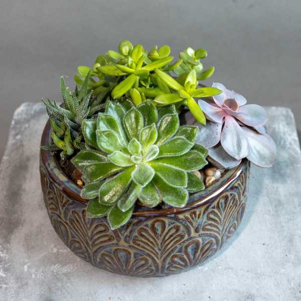 Succulent arrangement in a patterned ceramic bowl