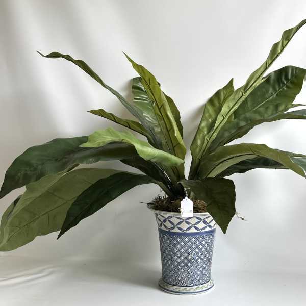 Potted plant with long broad green leaves in a blue patterned ceramic pot