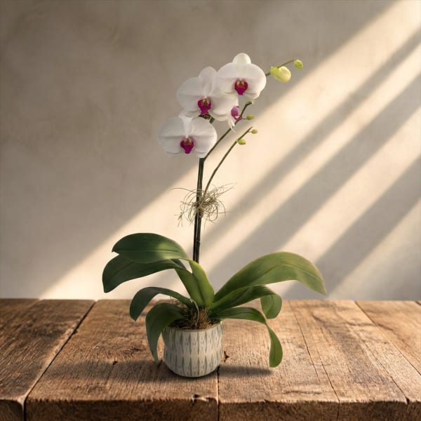 White orchid plant in a small patterned pot on a wooden table
