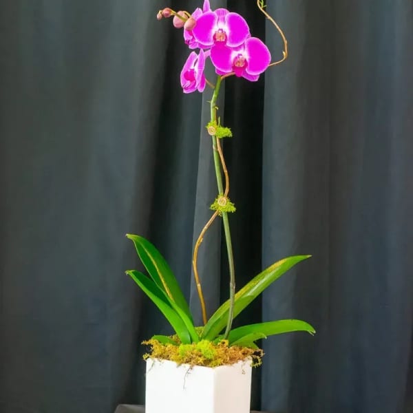 Phalaenopsis Plant