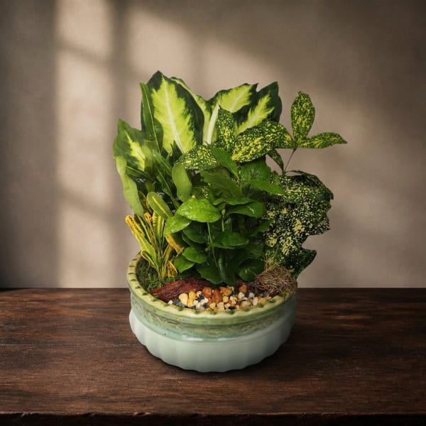 Potted arrangement of assorted green houseplants in a ceramic bowl