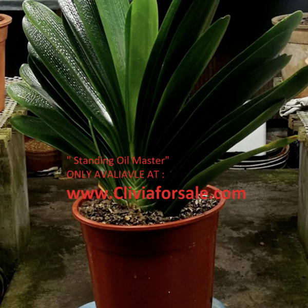 Potted clivia plant with broad dark green leaves