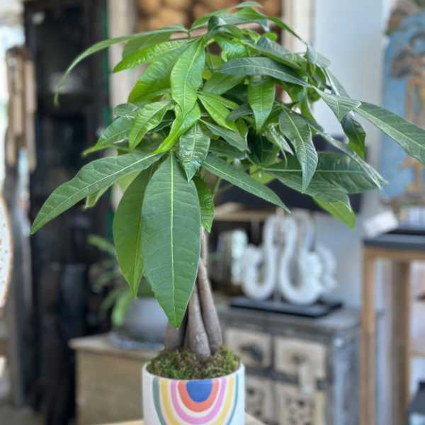 Potted money tree plant in a white rainbow-patterned ceramic pot