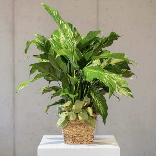 Large peace lily in seagrass container