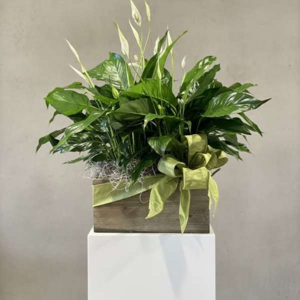 Potted peace lily arrangement in a wooden box with a green ribbon