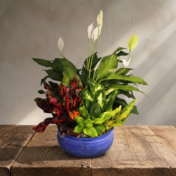 Potted mixed houseplants with white peace lily blooms in a blue bowl