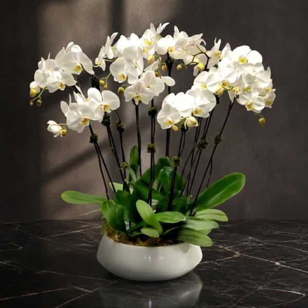 White orchid arrangement in a low white bowl vase