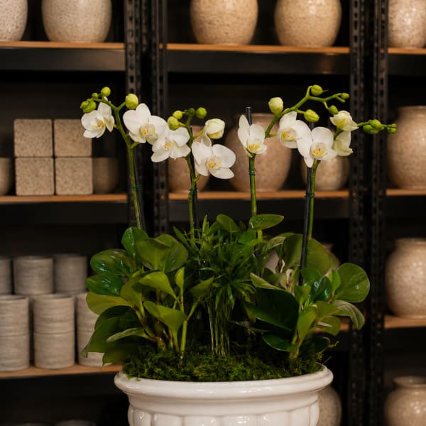 White orchids arranged in a white pedestal planter