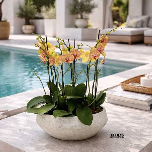 Potted orchid arrangement in a shallow white bowl on a patio table