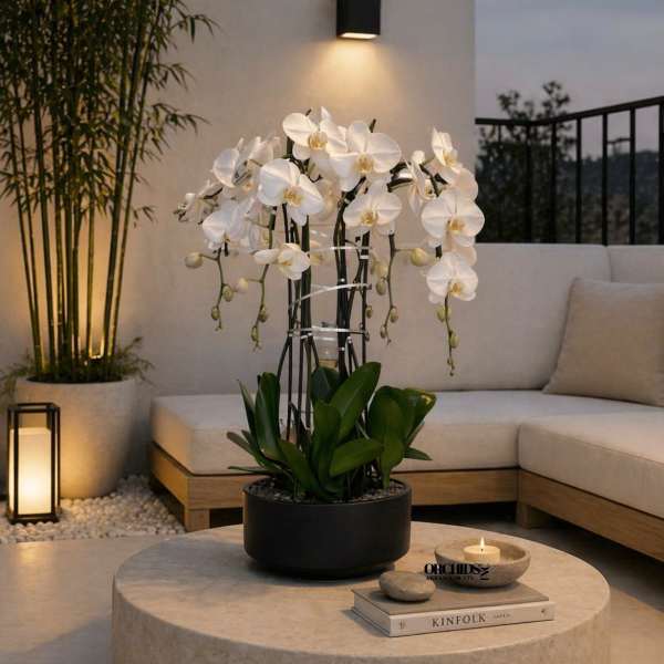 White orchids in a black pot on a round table with a candle and books