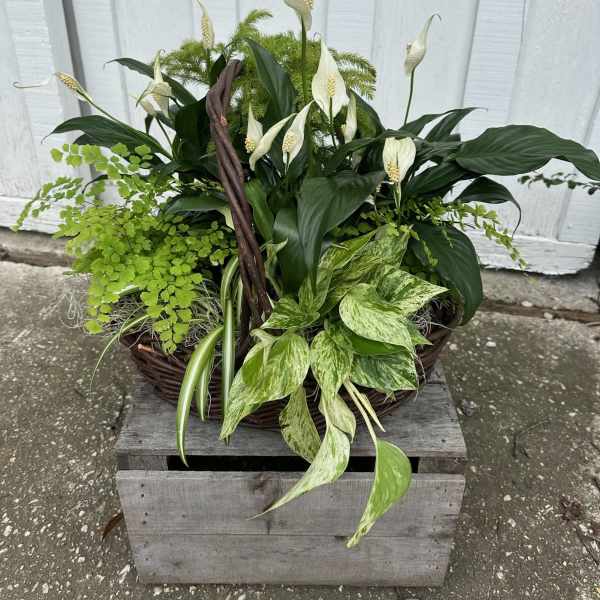 Basket arrangement of white peace lilies and assorted green plants