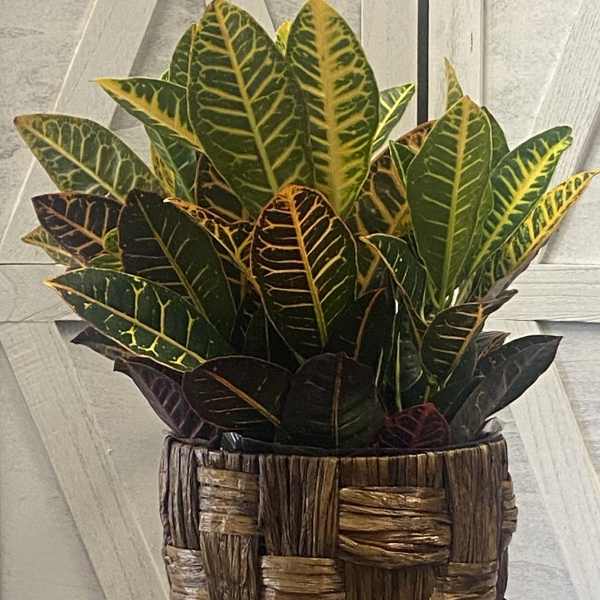Croton