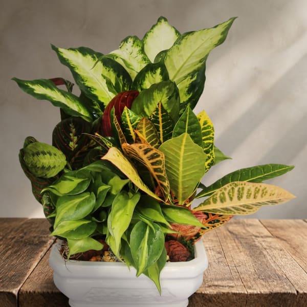 Mixed potted plant with variegated green leaves in a white container