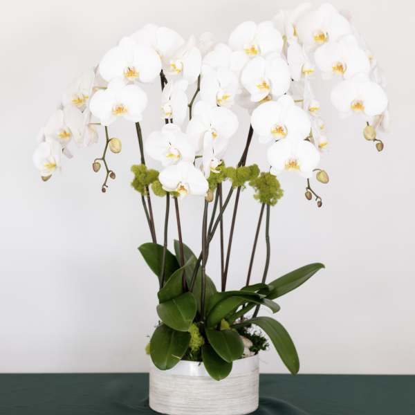 White orchid arrangement in a white round pot