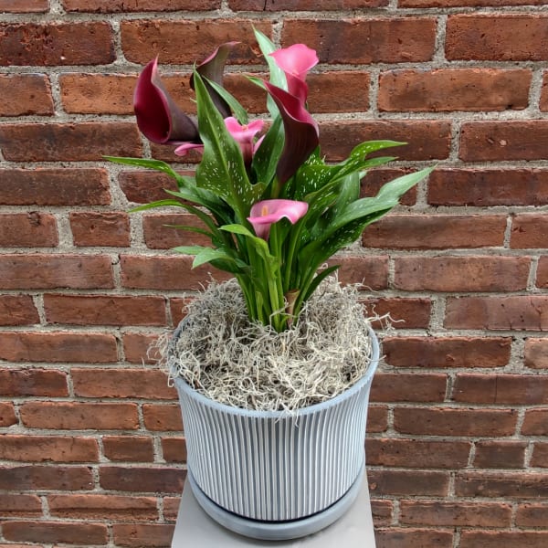 Pink calla lilies in a ribbed gray pot with moss on top