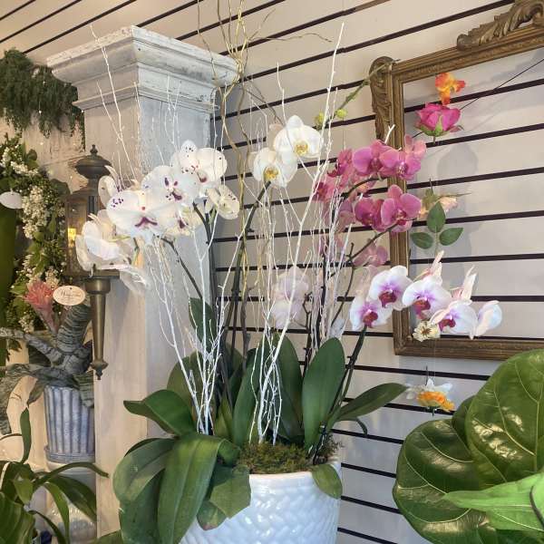 Potted orchids in white and pink arranged in a white ceramic planter