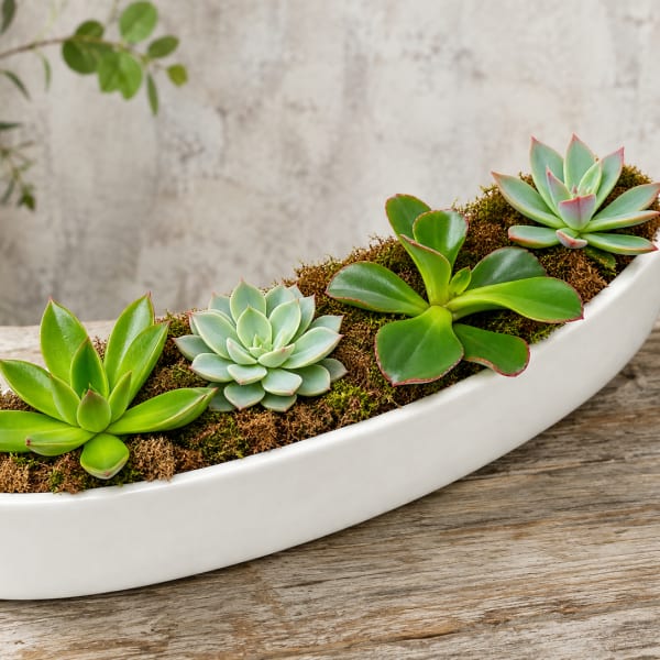 Succulent arrangement in a white boat-shaped planter