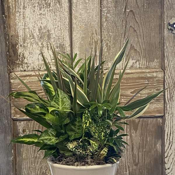 Mixed green houseplants arranged in a white ceramic pot