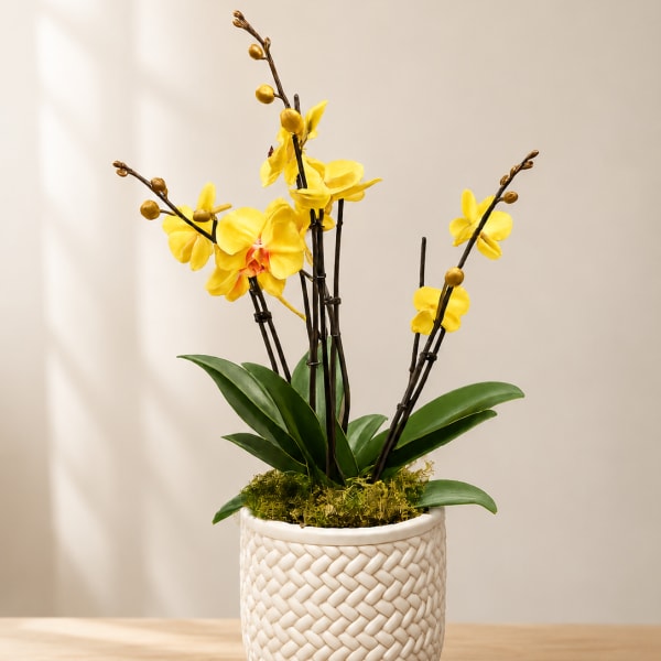 Yellow orchid plant in a white woven pot