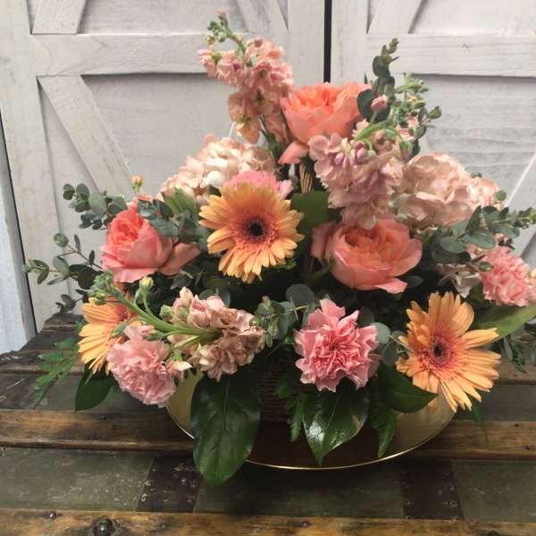 Coral Surprise
