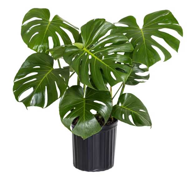 Potted monstera plant with large split green leaves