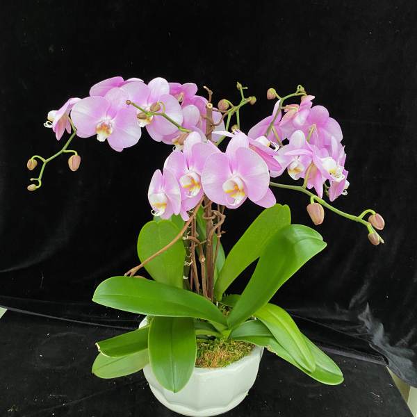Pink orchid plant in a white pot with broad green leaves