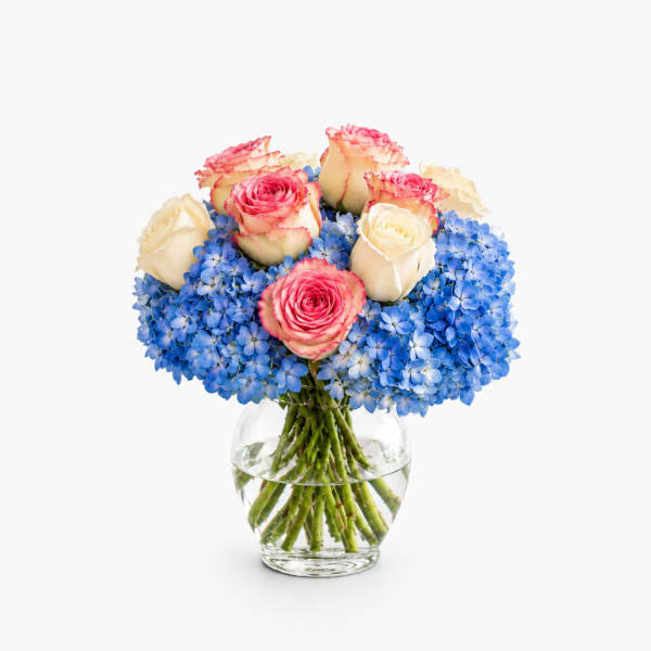 Pink and cream roses in a glass vase with blue hydrangeas