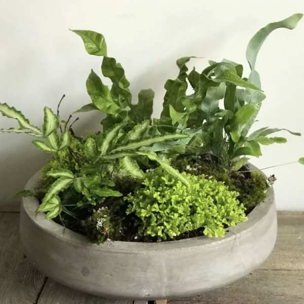 Potted arrangement of assorted green ferns in a shallow concrete planter