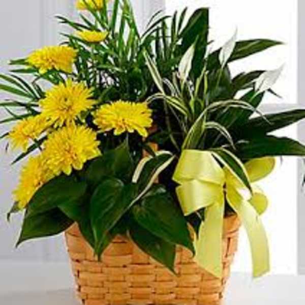 Yellow flowers arranged in a wicker basket with a ribbon