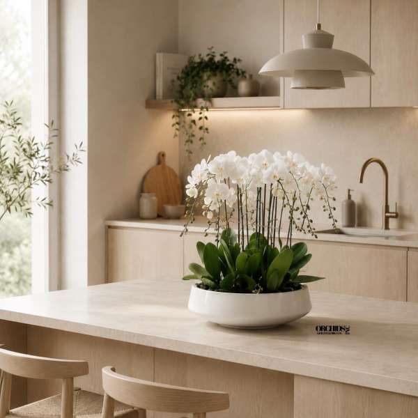 White Phalaenopsis Orchid Arrangement – 9 Stem Luxury Design
