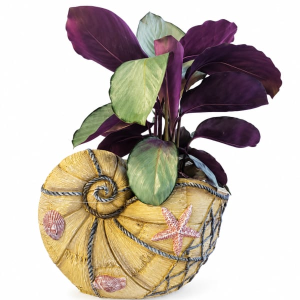 Coastal Treasure Planter